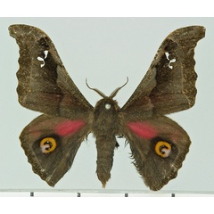 /filer/webapps/moths/media/images/O/orinoptena_Ludia_AM_Basquin.jpg