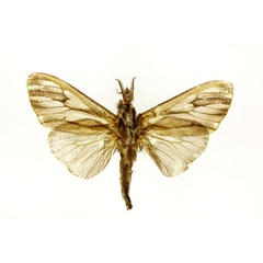 /filer/webapps/moths/media/images/P/pictipennis_Clania_A_RMCA.jpg