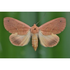 /filer/webapps/moths/media/images/R/roseitincta_Hypanua_A_Butler.jpg