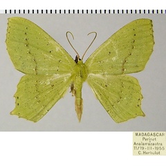 /filer/webapps/moths/media/images/C/cinctuta_Dryochlora_AM_ZSM_01.jpg