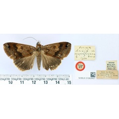 /filer/webapps/moths/media/images/C/camptogramma_Anua_HT_BMNH.jpg