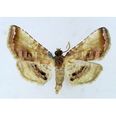 /filer/webapps/moths/media/images/R/roseola_Rhodoneura_AM_TMSA_01.jpg