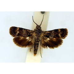 /filer/webapps/moths/media/images/I/infanda_Nothobrachodes_AF_TMSA.jpg