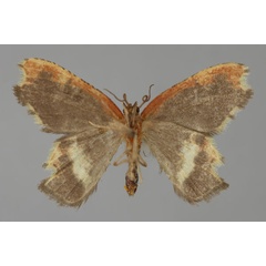 /filer/webapps/moths/media/images/E/excavata_Bathycolpodes_A_ZSM_02.jpg