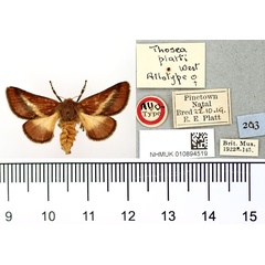 /filer/webapps/moths/media/images/P/platti_Thosea_AT_BMNH.jpg