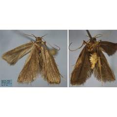 /filer/webapps/moths/media/images/C/chrysotes_Torodora_HT_ZMHB.jpg