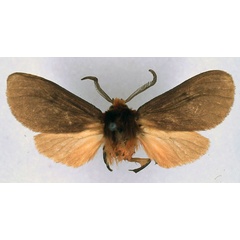 /filer/webapps/moths/media/images/C/collocalia_Metarctia_PT_BMNH_01.jpg