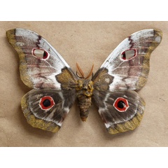 /filer/webapps/moths/media/images/M/macrothyris_Imbrasia_A_Butler.jpg
