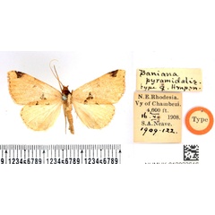 /filer/webapps/moths/media/images/P/pyramidalis_Baniana_PLT_BMNH.jpg