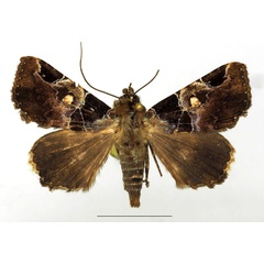/filer/webapps/moths/media/images/D/discimacula_Athyrma_AM_Basquin.jpg