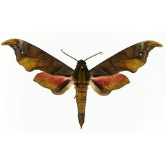 /filer/webapps/moths/media/images/K/karschi_Phylloxiphia_AM_Basquin_01a.jpg