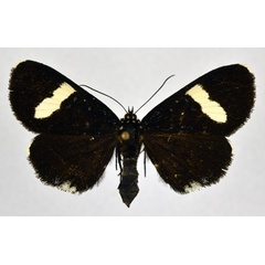 /filer/webapps/moths/media/images/P/panganica_Rothia_A_NHMO.jpg