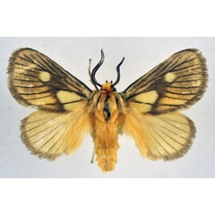 /filer/webapps/moths/media/images/P/polana_Cosuma_AM_NHMO_02.jpg
