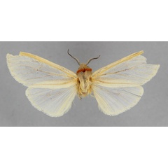 /filer/webapps/moths/media/images/S/sublutescens_Afromurzinia_HT_BMNH.jpg