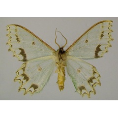 /filer/webapps/moths/media/images/A/altimontaria_Victoria_HT_ZSMb.jpg
