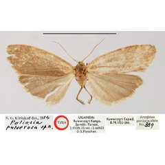 /filer/webapps/moths/media/images/P/pulverosa_Poliosia_HT_BMNH.jpg