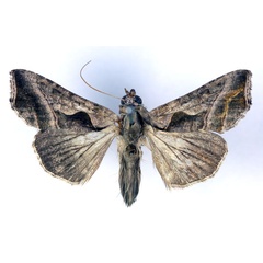 /filer/webapps/moths/media/images/F/fracta_Ctenoplusia_AM_RMCA.jpg