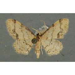 /filer/webapps/moths/media/images/S/squamulata_Idaea_AF_TMSA.jpg