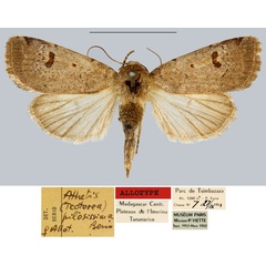 /filer/webapps/moths/media/images/P/pilosissima_Athetis_AT_MNHN.jpg