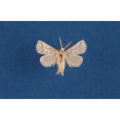 /filer/webapps/moths/media/images/D/dicksoni_Arbelodes_HT_TMSA.jpg