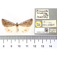 /filer/webapps/moths/media/images/A/arabiae_Anumeta_PT_BMNH.jpg