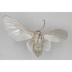 /filer/webapps/moths/media/images/P/pulchra_Balacra_HT_SNHM_01.jpg