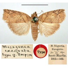 /filer/webapps/moths/media/images/E/excavata_Mesogenea_ST_BMNH.jpg