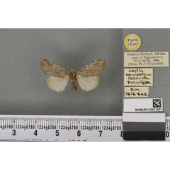 /filer/webapps/moths/media/images/C/conioptera_Laelia_PTF_BMNHa.jpg