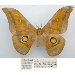 /filer/webapps/moths/media/images/X/xanthomma_Imbrasia_STM_NHMUKa.jpg