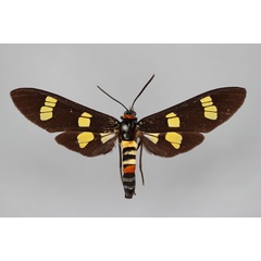 /filer/webapps/moths/media/images/H/hampsoni_Euchromia_HT_BMNH.jpg