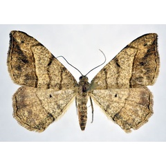 /filer/webapps/moths/media/images/C/contaminata_Chiasmia_AF_NHMO.jpg