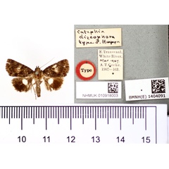 /filer/webapps/moths/media/images/D/discophora_Catephia_HT_BMNH.jpg