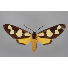 /filer/webapps/moths/media/images/C/confluens_Thyrosticta_HT_BMNH.jpg