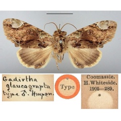 /filer/webapps/moths/media/images/G/glaucograpta_Gadirtha_HT_BMNH.jpg