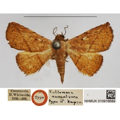 /filer/webapps/moths/media/images/A/aurantiaca_Eublemma_HT_NHMUK.jpg