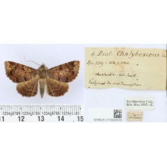 /filer/webapps/moths/media/images/C/chalybescens_Diatenes_HT_BMNH.jpg
