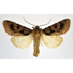 /filer/webapps/moths/media/images/A/avitta_Odontestra_A_NHMO.jpg