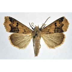 /filer/webapps/moths/media/images/S/sabulifera_Anomis_AM_NHMO.jpg
