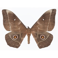 /filer/webapps/moths/media/images/E/epimethea_Imbrasia_AF_Basquina.jpg