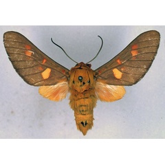 /filer/webapps/moths/media/images/I/intermedia_Balacra_HT_BMNH_01.jpg