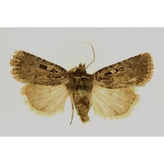 /filer/webapps/moths/media/images/S/spinosoides_Ochropleura_AM_RMCA.jpg