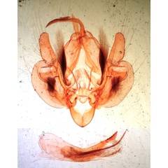 /filer/webapps/moths/media/images/P/phaea_Leucania_GM_BMNH_3129.jpg