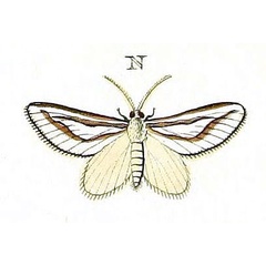 /filer/webapps/moths/media/images/N/nitidula_Conchylia_Cramer4_399_N.jpg