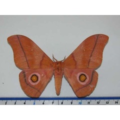 /filer/webapps/moths/media/images/O/occidentalis_Gonimbrasia_A_Goff.jpg