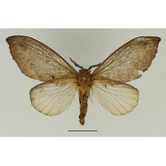 /filer/webapps/moths/media/images/Z/zopheropa_Mallocampa_AF_Basquin_02.jpg