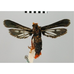 /filer/webapps/moths/media/images/P/pyrocera_Sura_HT_BMNH.jpg