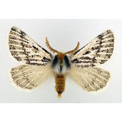 /filer/webapps/moths/media/images/P/patagiata_Rhabdosia_AM3_Basquin.jpg