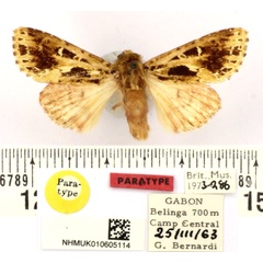 /filer/webapps/moths/media/images/B/bernardii_Nyodes_PT_BMNH.jpg