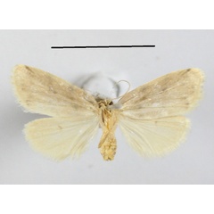 /filer/webapps/moths/media/images/A/africana_Eugoa_A_MGCLb_01.JPG
