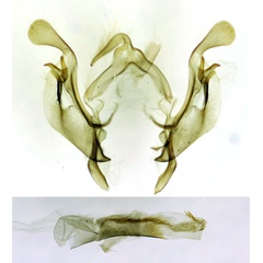 /filer/webapps/moths/media/images/A/acrophylax_Saltia_GMHT_BMNH_2172.jpg